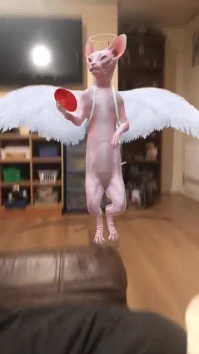 Bingus attacks