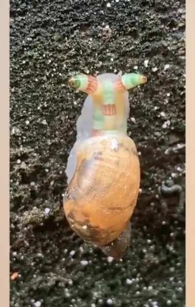 Leucochloridium, a parasitic worm that invades a snail's eyestalks, where it pulsates to imitate a caterpillar. The worm then mind-controls its host out into the open for hungry birds to pluck its eyes out.