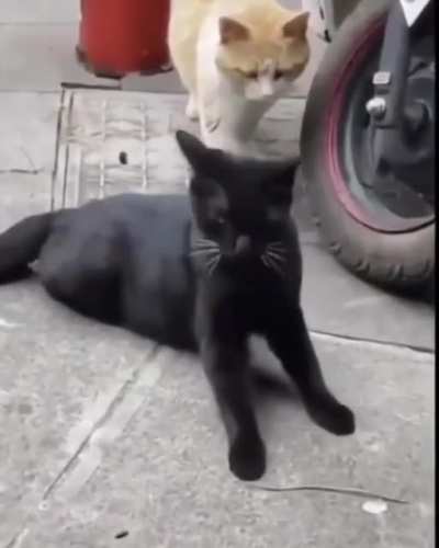 The wife doesn&rsquo;t look happy 😹