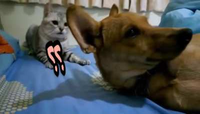 Funny Cat Fight Dog 😧هذا القط كيتي لا يلعب أي ألعاب!