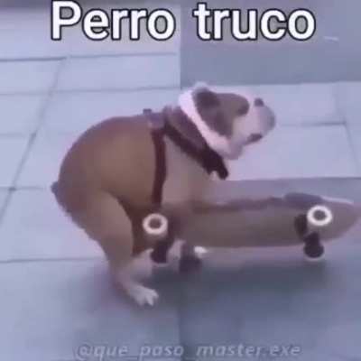 Perrotruco 😎👾