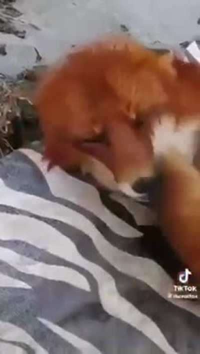 I love foxes.