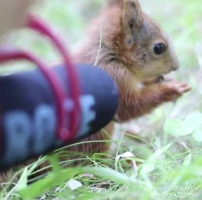What a baby red squirrel eating lunch sounds like