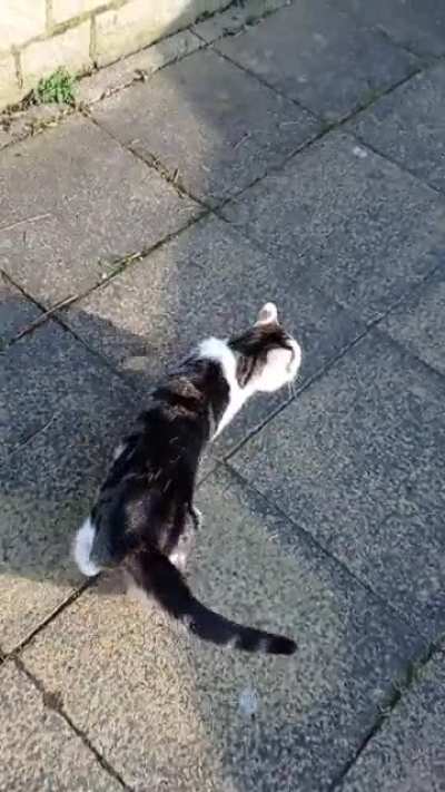 "He's walking past me before I can finish rolling :( "