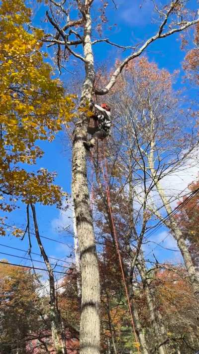 Yes I one handed my saw. But I came here to say. Most likely as a minority I HATE Srt. If it were ethical I&rsquo;d spike every tree.