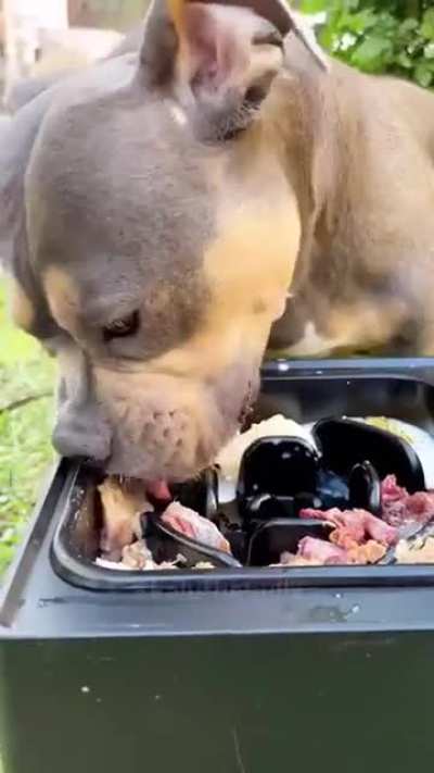 Cabros, mi perro me envi&oacute; este video.  &iquest;Qu&eacute; creen que signifique?
