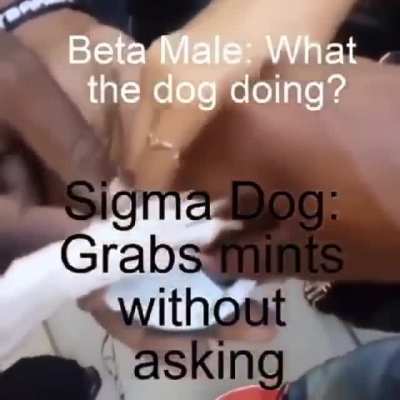 Unfortunately, most males are beta. But some, some are sigma #eatingtherichgrindset
