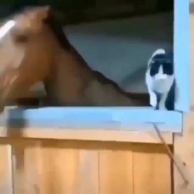 T&iacute;tulo foi digitar F pro gato