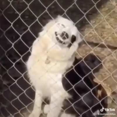 Smiling doggos