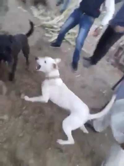 see till end