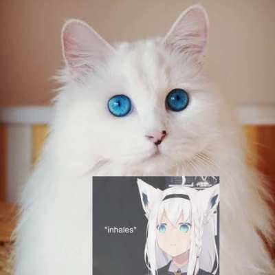 Fubukitten