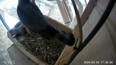 A Cooper&rsquo;s hawk kills a young Eurasian collared dove