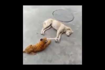 Doggo gets scared