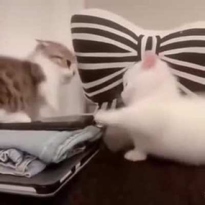 Cute Catfight