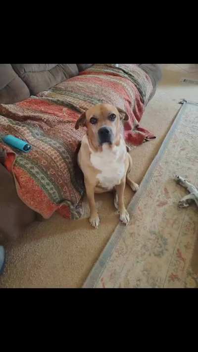 11 years of this face and I still can&rsquo;t get enough. (Cujo)
