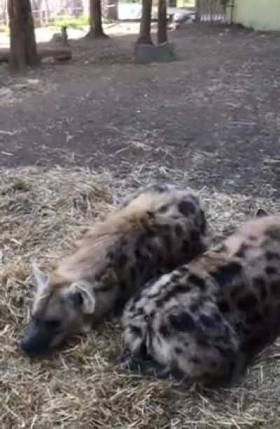 posting yeens every day until I get to pet one Day 821 its time to loaf
