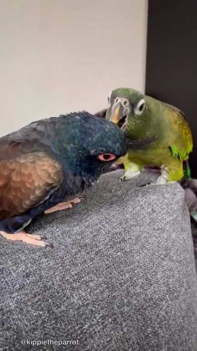 Two cuties 💙💚