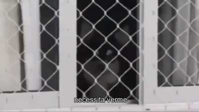 El Lobinho De Los Ojos Tristes ( ideia da AltCherry e editado por mim )