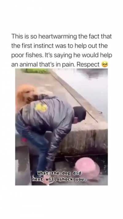 It&rsquo;s clich&eacute;... But I swear we don&rsquo;t deserve dogs 😊