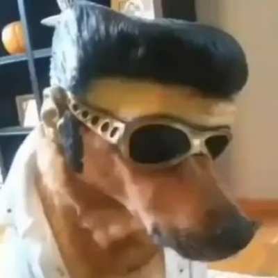 &iquest;Como le hacen los perros para ser tan fachas?