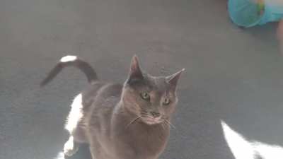 Cat+Hand=?