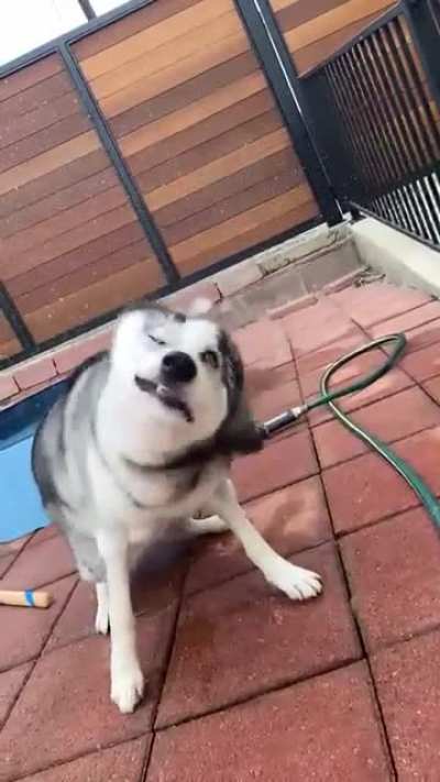Shake it off