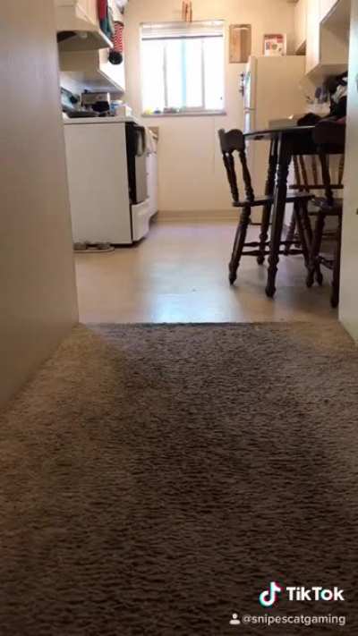 Anybody else have cats with zoomies everyday?