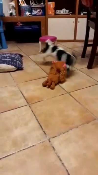 Found this very evil puppy while looking through old videos 