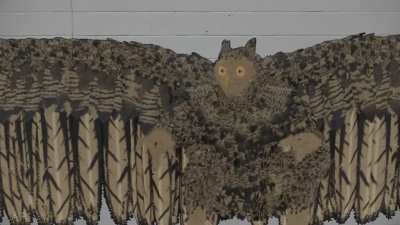 SCP-1155
