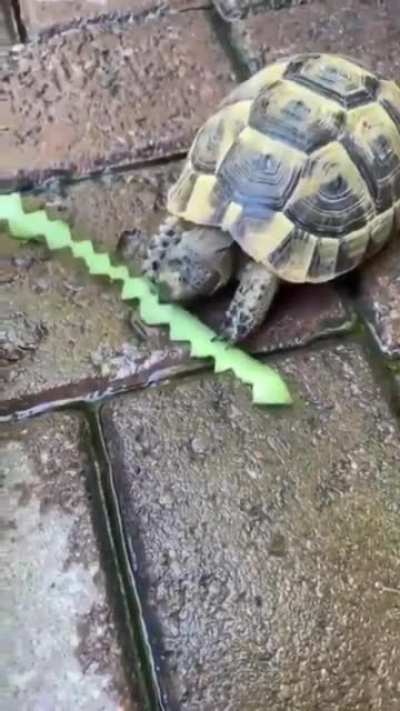 Turtle making crinkle cut fries