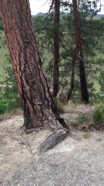 I played peekaboo with a deer
