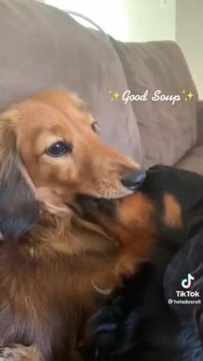 dogs