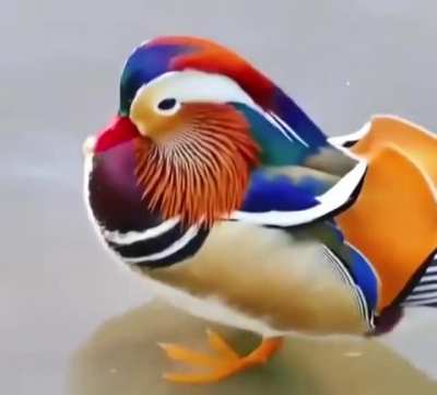 🔥 mandarin duck