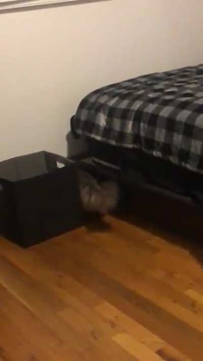 At midnight every night, my cat gets a mad hankering for greebles