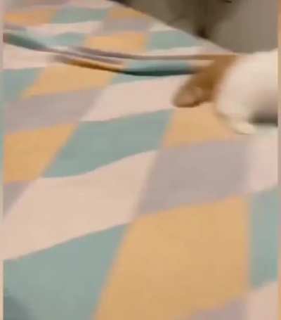 Smol n floof