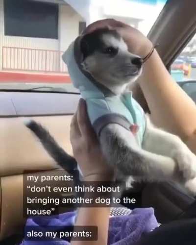 Parents and pets cute love story