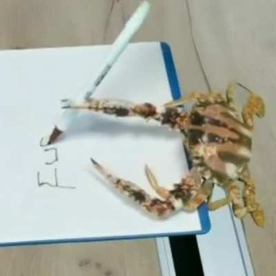 Crab writes letters