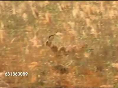 An Impala evades 2 lions and gets RKOed out of nowhere