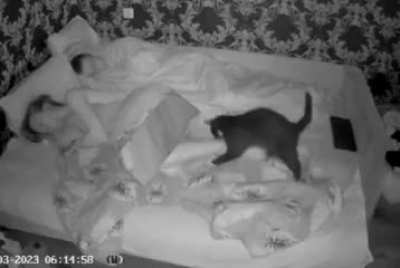 Cats. . .
