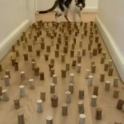 Cat and Wine Corks