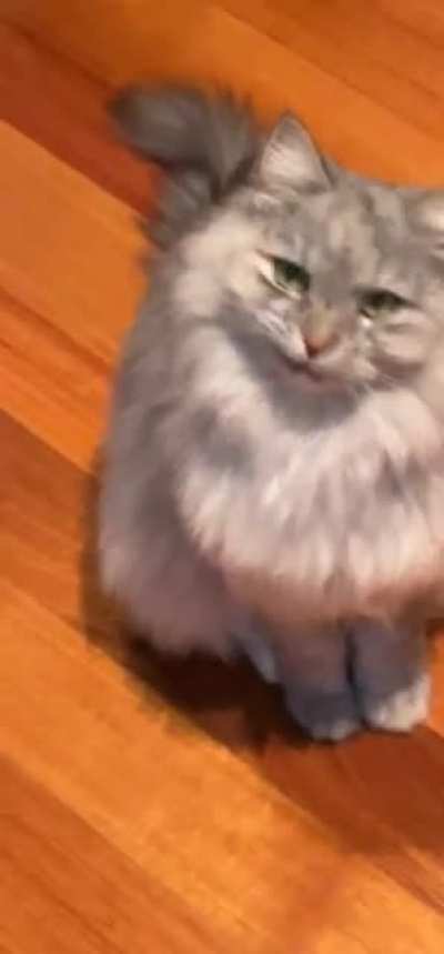 Мммм.....ветчинка?!