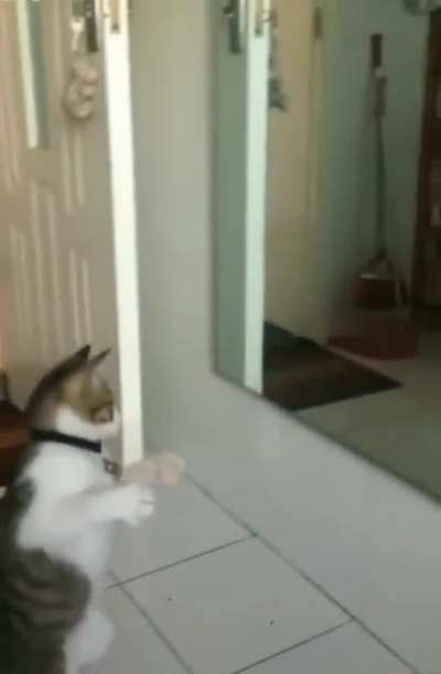 Eye of the Kitty Cat