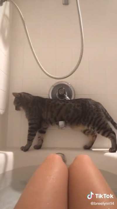 Catlike reflexes