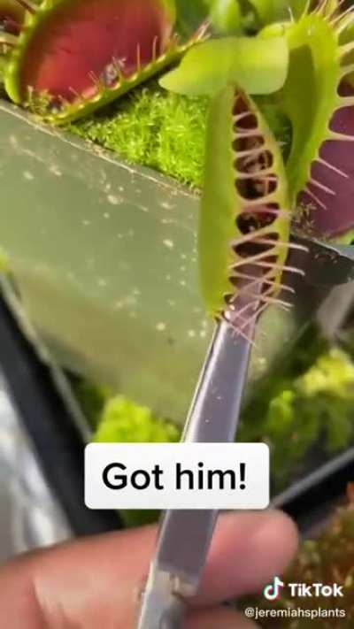 A slow death for This Cock sucker