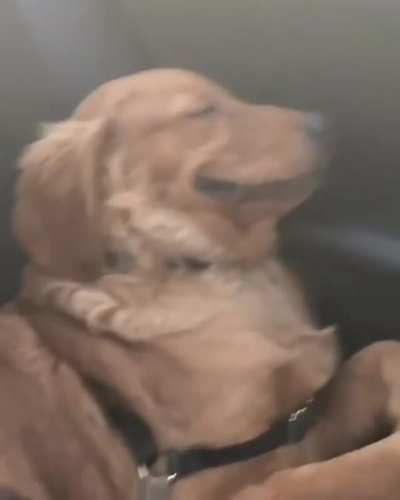 When You Know You&rsquo;re The Goodest Boy, Even In Your Dreams