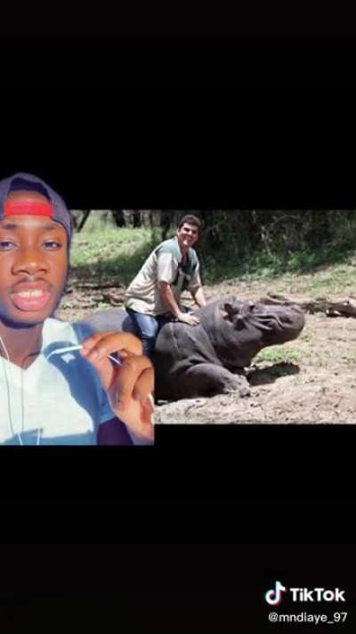 Humphrey Humphrey Hippo