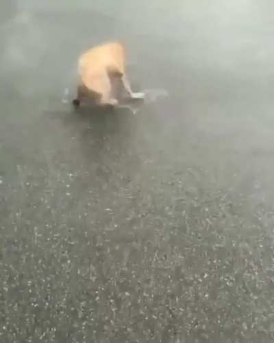 Water Loving Doggo.