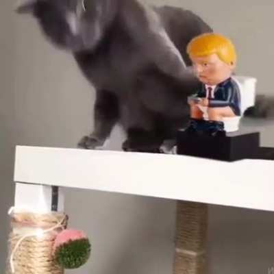 Even Cats freakout