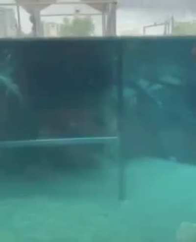 Camarim do kodzilla
