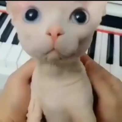 Bingus